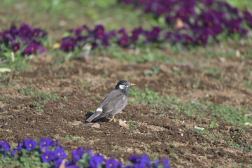 Garden pansies and a cute little bird