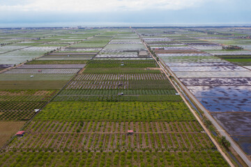 Panoramic landscape aerial view over rice paddy field. Agriculture fields in spring. Reflections of...