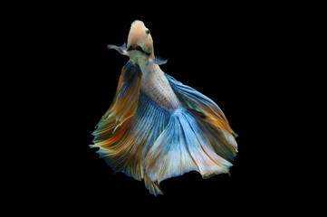 Betta fish, siamese fighting fish, betta splendens isolated on black background,
fish on black background, fish fighting, Multi color Siamese fighting fish,