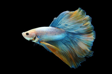 Betta fish, siamese fighting fish, betta splendens isolated on black background,
fish on black background, fish fighting, Multi color Siamese fighting fish,