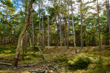 Mystischer Darßer Urwald, Nationalpark Vorpommersche Boddenlandschaft, Mecklenburg Vorpommern, Deutschland