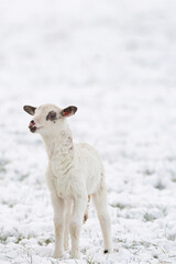 A newly born white lamb stands stubbornly looking out into the white world, in the meadow, covered...