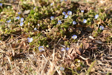 早春に野原で見つけた小さな紫の野の花