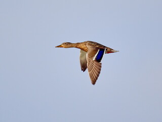 wild ducks flying against blue sky (anas crecca)