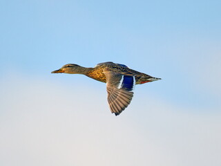 wild ducks flying against blue sky (anas crecca)