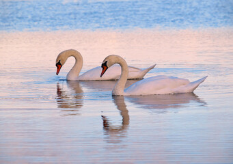 Pair of swans in the sunset light
