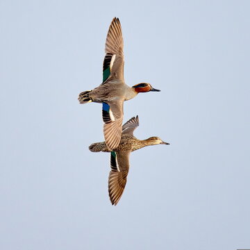 wild ducks flying against blue sky (anas crecca)