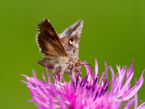 brown moth on beautiful purple blooming flower with green background (Autographa gamma)