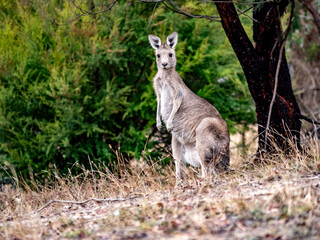 Alert Roo