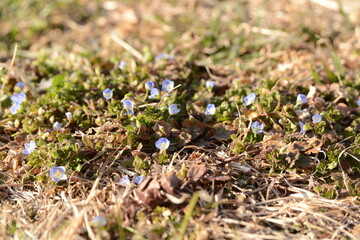 早春に野原で見つけた小さな紫の野の花