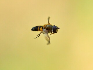 European species of hoverfly (epistrophe eligans) flying