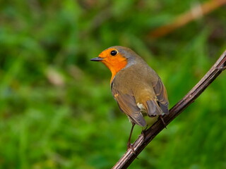 european robin (Erithacus Rubecula)