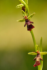 Fliegen-Ragwurz, Ophrys insectifera