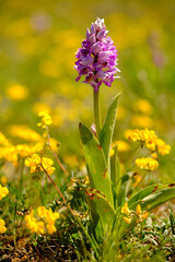 Helm-Knabenkraut, Orchis militaris, Helmknabenkraut