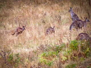 Roos On Move