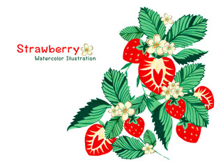 watercolor strawberries, whole berries and cut and little flower leaves elements bouquet frame label isolated on white
