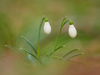 early spring flowers- white snowdrops in the forest