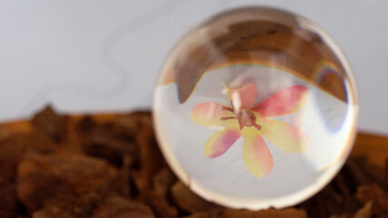 Flower close up with lens ball
