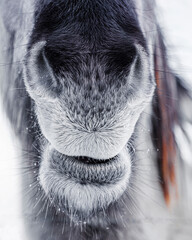 wild horses grazing in the corrals in winter