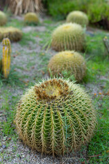 Golden barrel cactus ( Echinocactus grusonii), round cactus with spikes