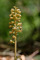 Vogel-Nestwurz,  Neottia nidus-avis