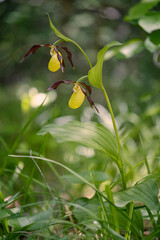Frauenschuh, Cypripedium calceolus