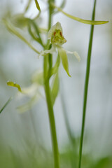 Grünliche Waldhyazinthe, Platanthera chlorantha