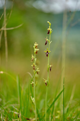 Fliegen-Ragwurz, Ophrys insectifera