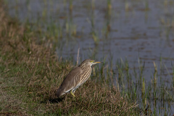 Indian pond heron