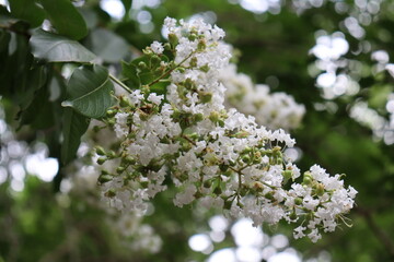 Summer Flowers in Brisbane Botanical Gardens