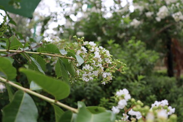 Summer Flowers in Brisbane Botanical Gardens