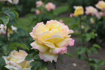 Various Summer Flowers in Christchurch Botanical Gardens South Island New Zealand