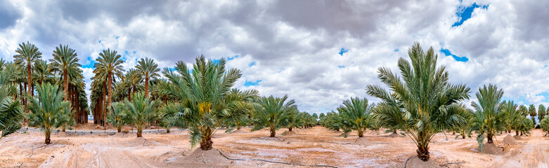 Fototapeta na wymiar Panorama with plantation of date palms for healthy food production, image depicts agriculture industry in the Middle East. 