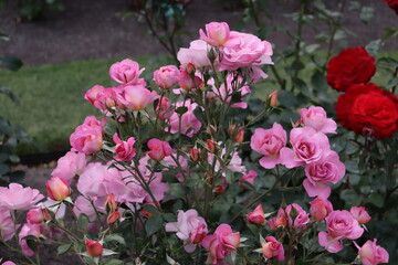 Various Summer Flowers in Christchurch Botanical Gardens South Island New Zealand