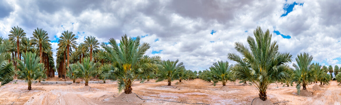 Panorama with plantation of date palms for healthy food production, image depicts agriculture industry in the Middle East. 