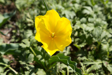 Obraz premium A full-blown yellow wild tulip growing in green grass. Kalmykia