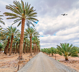 Fototapeta na wymiar Plantation of date palms intended for actually healthy food production. Dates agriculture is rapidly developing industry in desert areas of the Middle East 