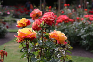 Various Summer Flowers in Christchurch Botanical Gardens South Island New Zealand
