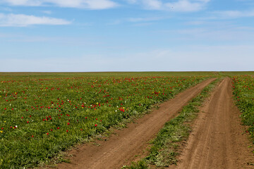 Steppe dirt road through a field of blooming wild tulips in Kalmykia
