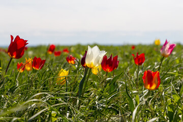 Obraz premium White, red and pink wild tulips on a sunny windy day in the steppe. Kalmykia