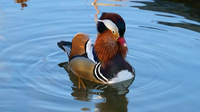 Mandarinente m&auml;nnlich  (Aix galericulata) schwimmt in einem Teich 