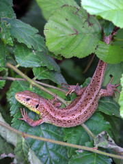 lizard on a branch