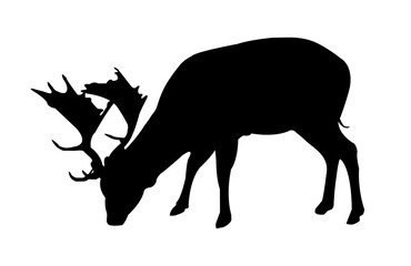 Vector black silhouette of a fallow deer or deer isolated on white background. Illustration of a wild ruminant mammal, herbivorous animal living in forests.