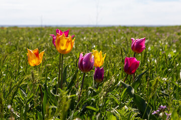 Blooming wild purple and yellow tulips in green grass in spring steppe in Kalmykia