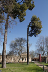 Very tall pine affected by the wind that blows in one direction and directs the crown towards a...