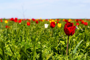 Many wild red, white and yellow tulips in green spring steppe under the blue sky in Kalmykia