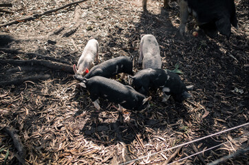 Piglets on a farm