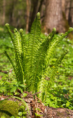 Fresh ferns with frondsin springtime