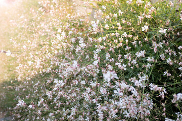 Macizo de flores blancas en contraluz. Jardinería vertical.