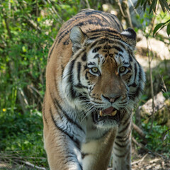 Fototapeta na wymiar A large Siberian tiger walks towards me